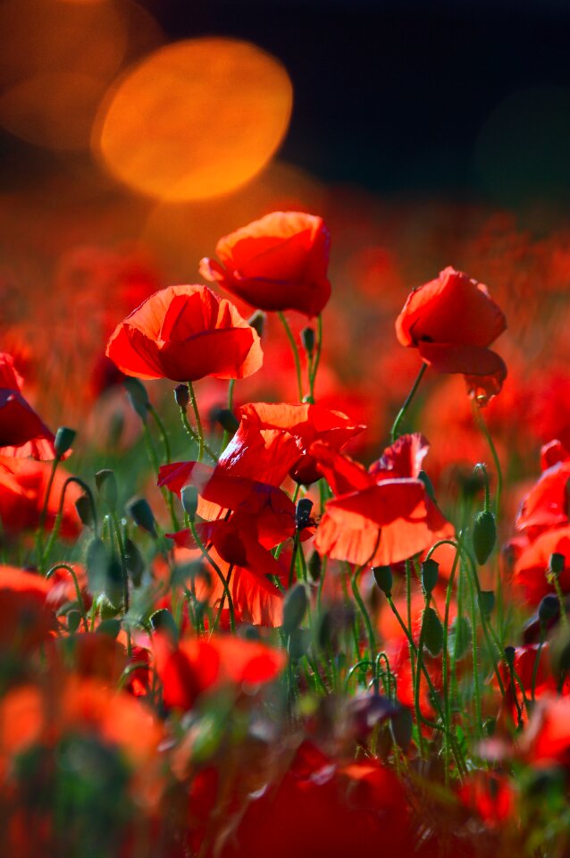 Field meadow flower nature