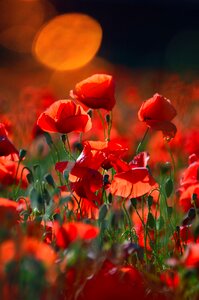 Field meadow flower nature