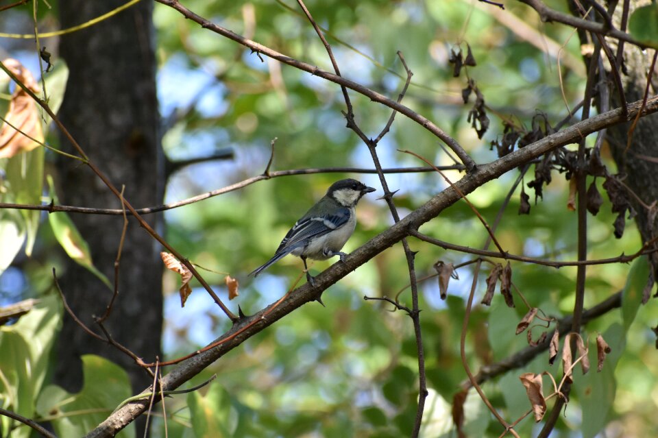 Green bird wild birds