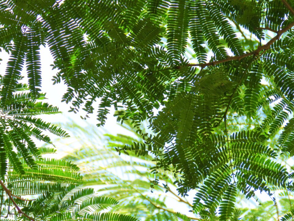 Delicate green plant