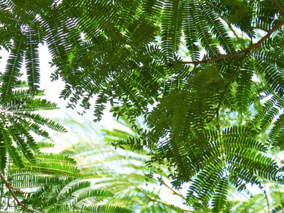 Delicate green plant photo