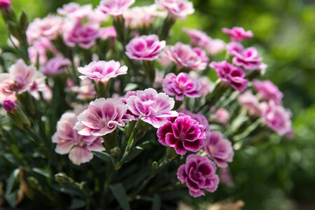 Garden flowers summer