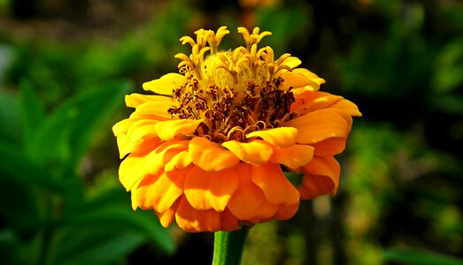 Summer nature macro