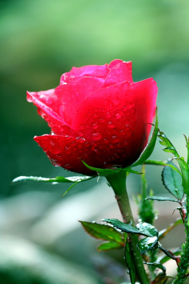 Blossom bloom nature