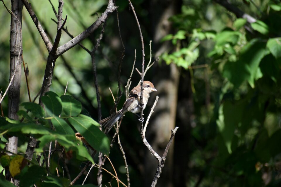 Green bird wild birds