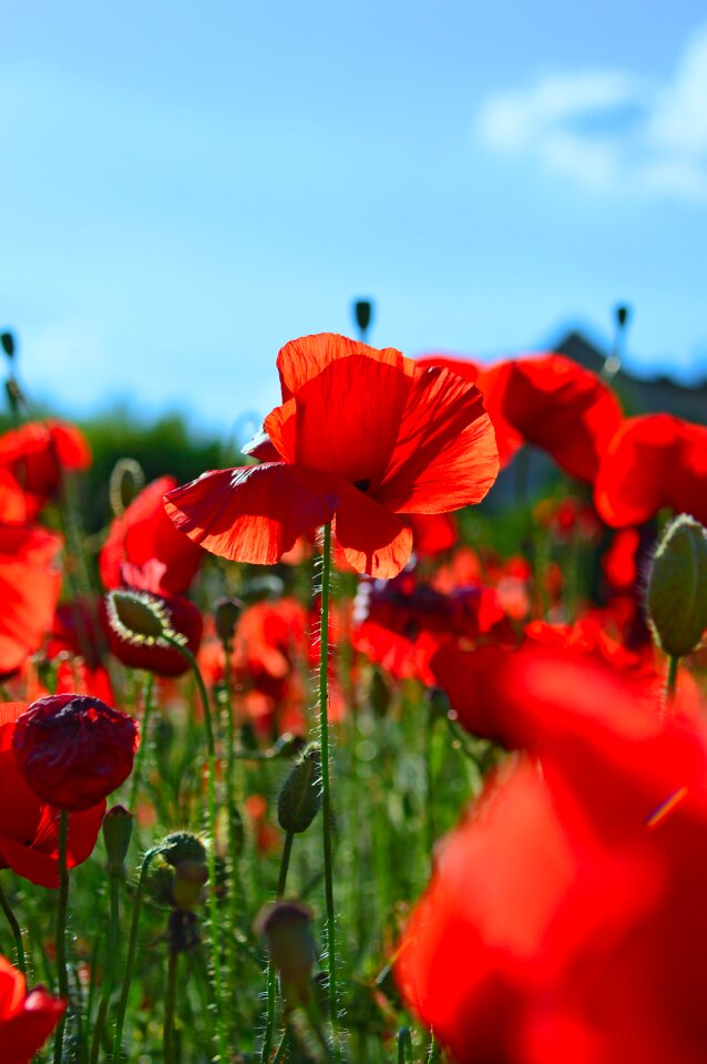 Field meadow flower nature