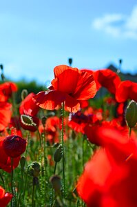 Field meadow flower nature