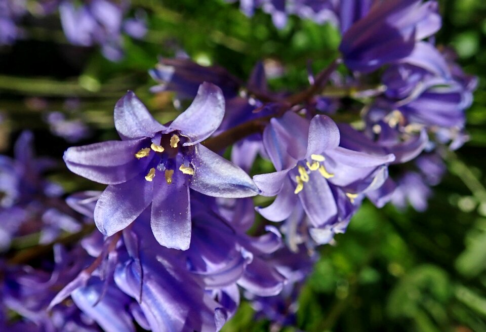 Garden nature spring
