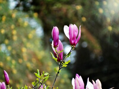 Bloom bright flowers beautiful