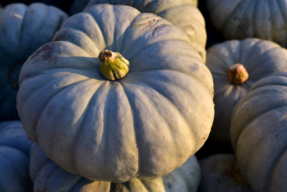 Large background autumn