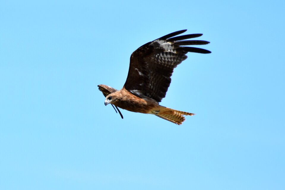 Wild birds raptor video