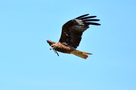 Wild birds raptor video