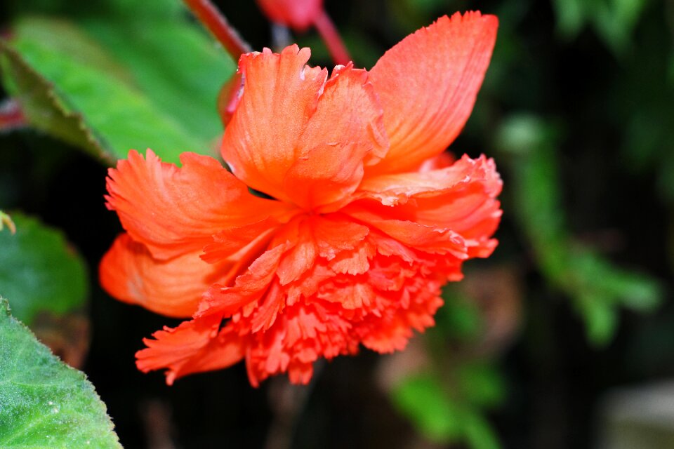 Bloom garden flower