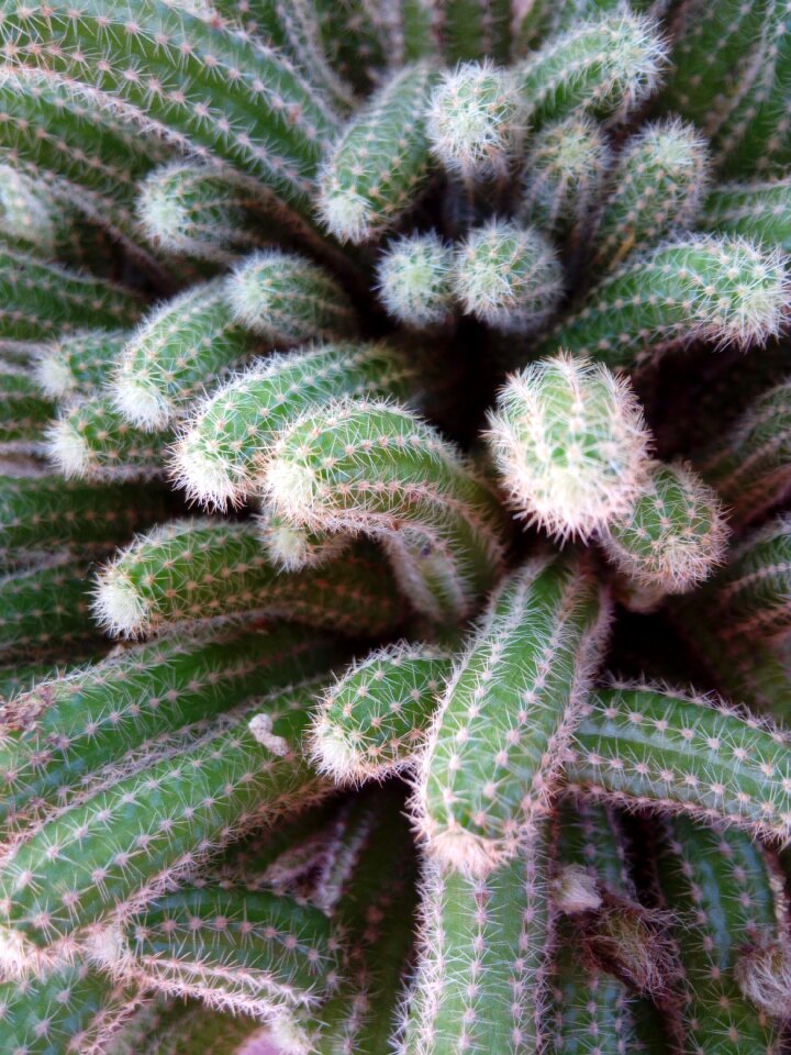 Floral succulent cactus
