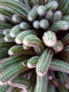 Floral succulent cactus