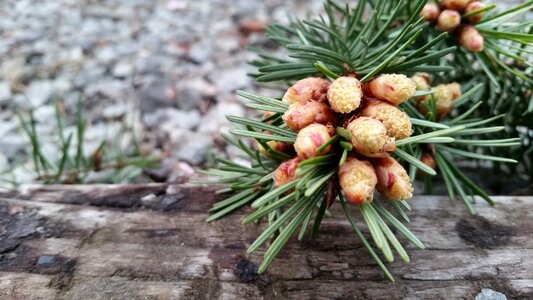 Needle cone branch photo