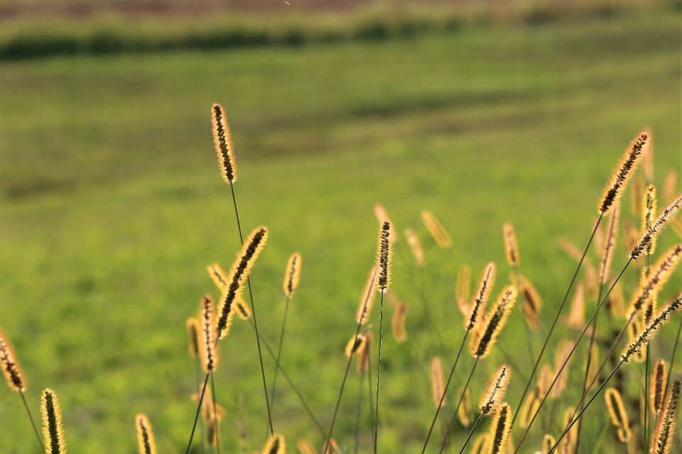 Nature landscape summer