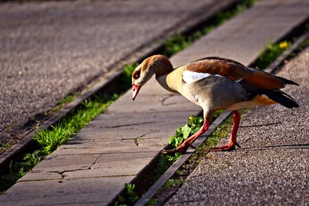 Water bird animal plumage