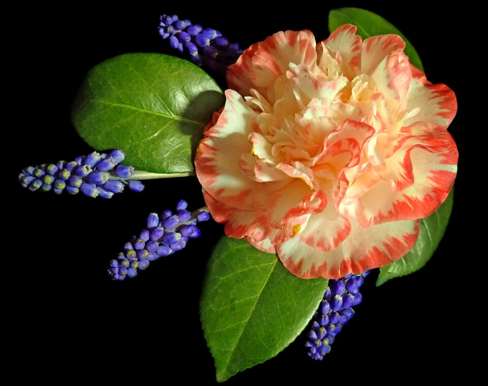 Spring garden nature