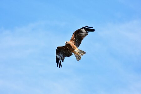Wild birds raptor video
