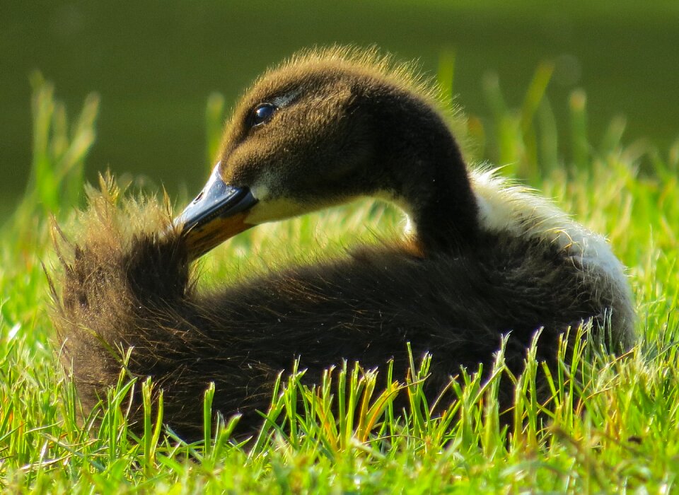 Duck chicks ducklings photo