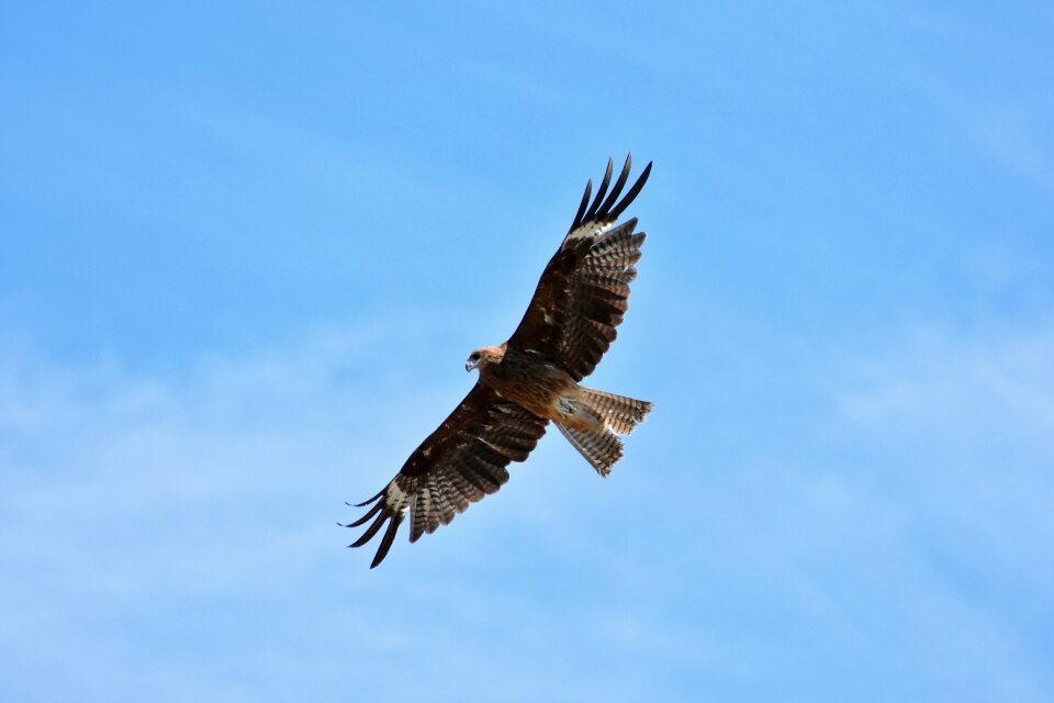 Wild birds raptor video