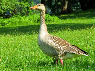 Bird feather domestic goose photo