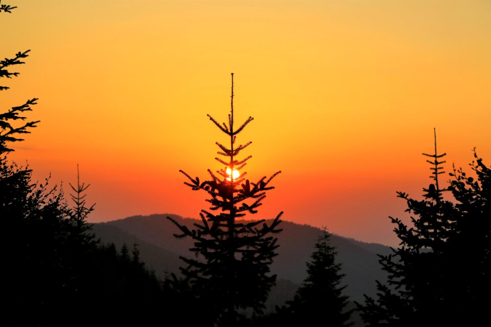 Nature in the evening forest