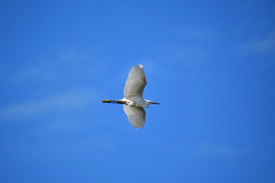 Wild birds heron egret