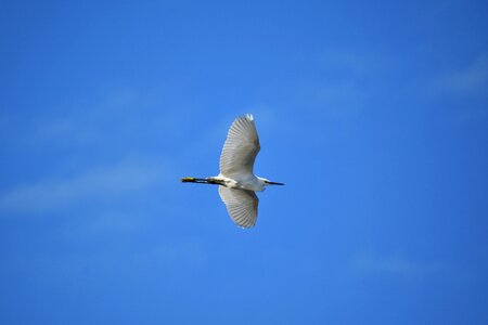 Wild birds heron egret