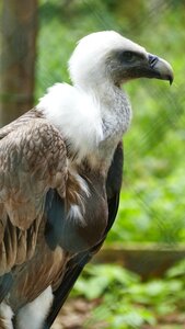 Animal bird of prey griffon vulture photo