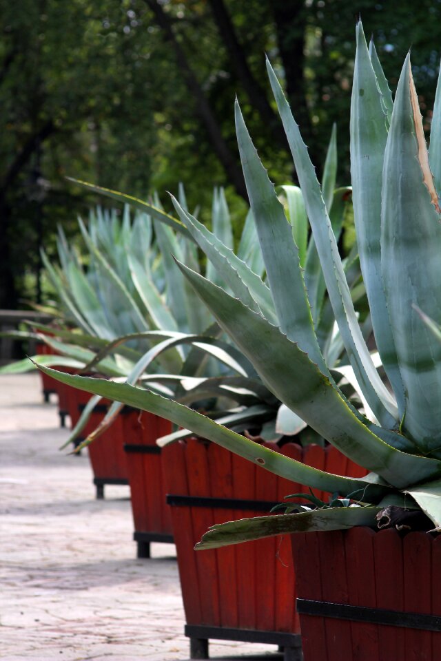 Plant trellis barbed