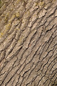 Pattern structure brown
