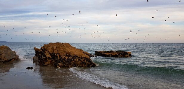 Nature waves sea birds photo