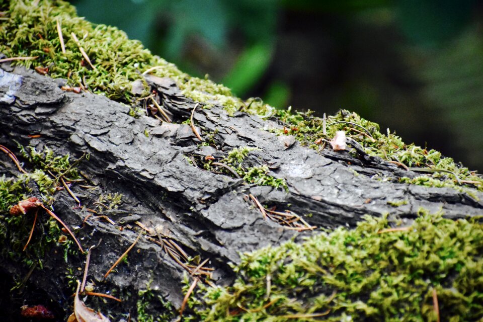 Tree branch grow photo