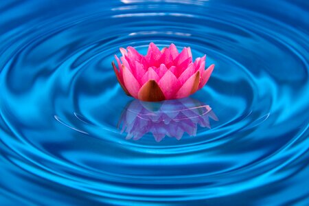 Wave flower blossom