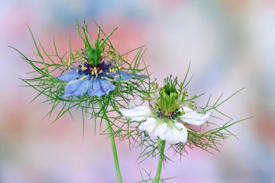 Garden black cumin blue white