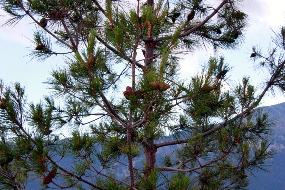 Cones tree mountains