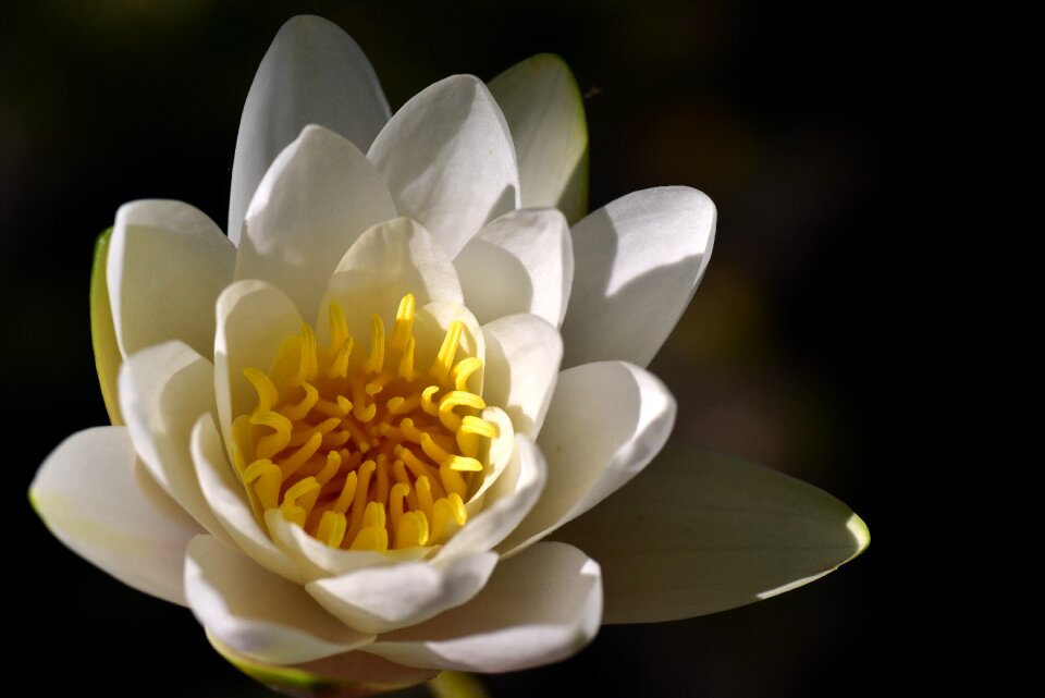 Blossom bloom aquatic plant