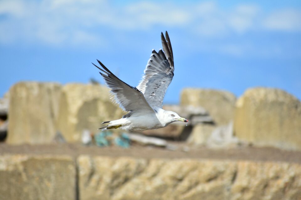 Beach bird wild birds
