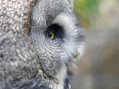 Grey portrait bird