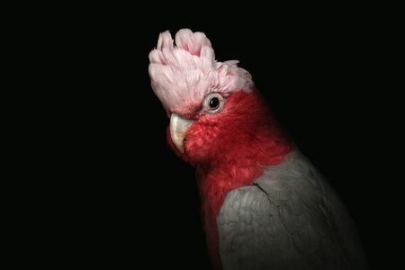 Pink bird galah