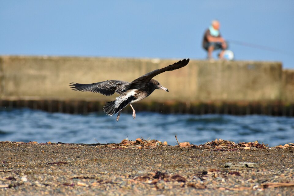 Bird wild birds seabird