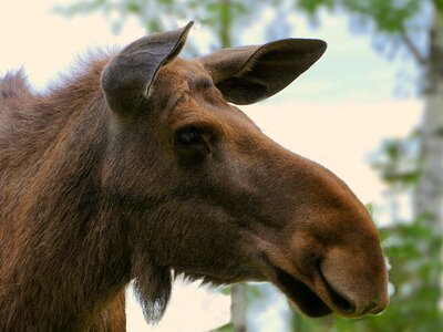 Ears animal female