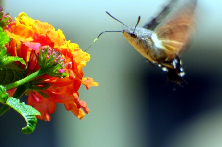 Nature insects flowers photo