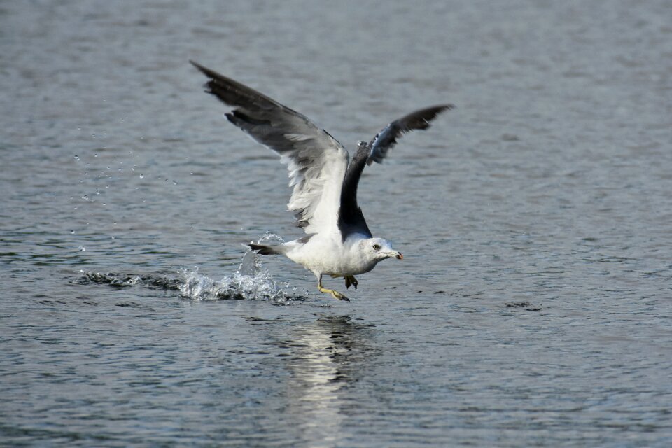 Bird wild birds seabird