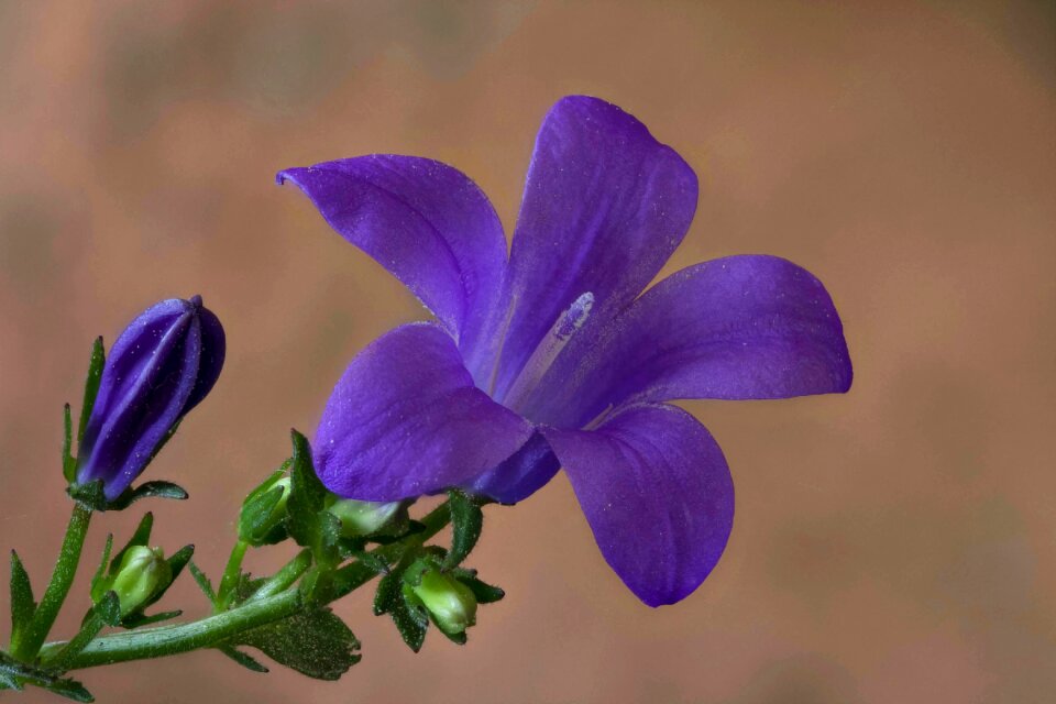 Bloom close up campanula