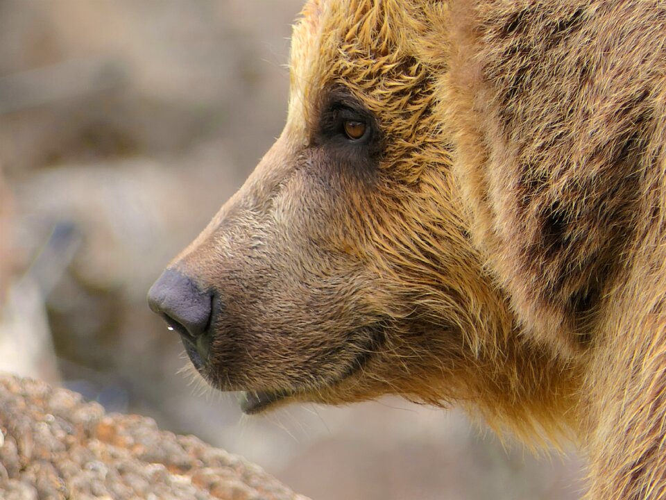Animals mammals animal