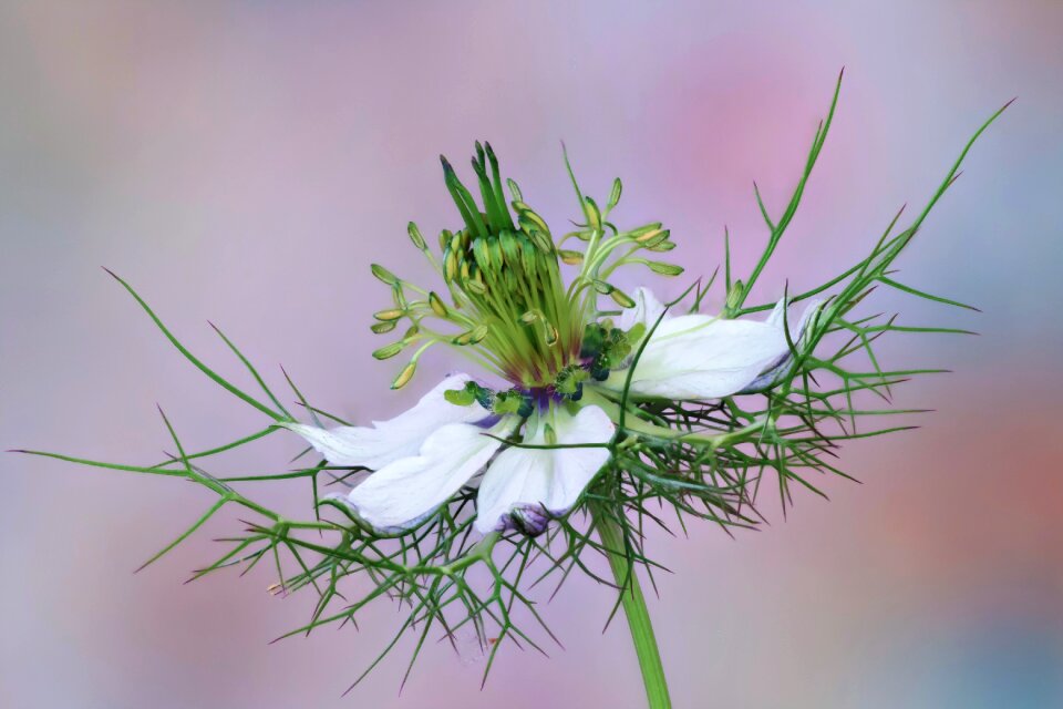 Damask black cumin blossom bloom