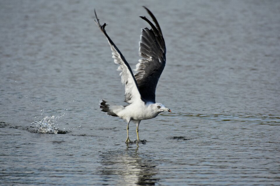 Bird wild birds seabird